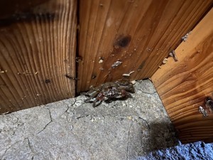 img_0088