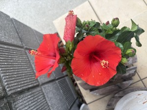 img_0778